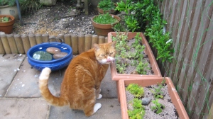 Oscar checking out the cat mint in the bee friendly pots protected by a thick layer of gravel.