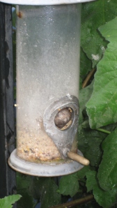 Snail stuck in the seed feeder. 